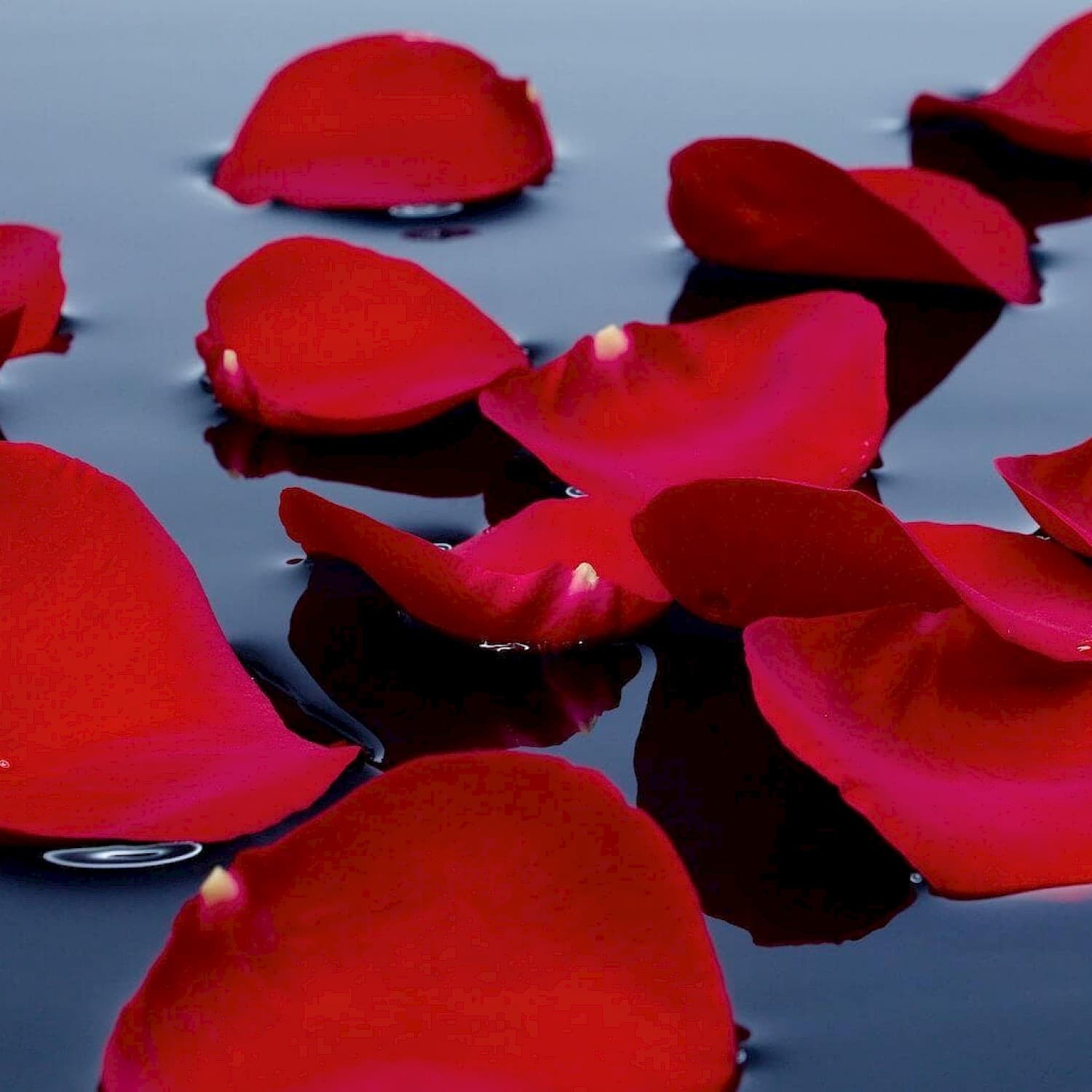 Rostik Litvak Portfolio